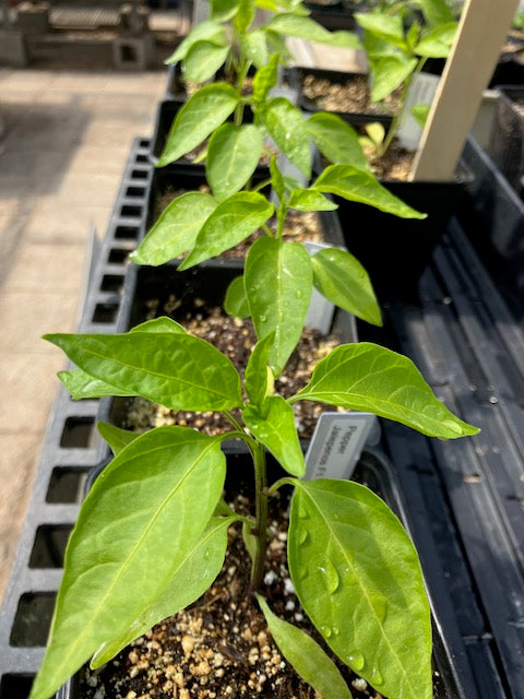 Peppers - Jalapeno F1