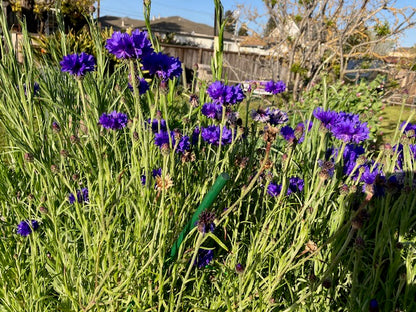 Centaurea cyanus 'Blue Boy Cornflower'