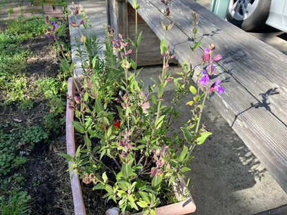 Salvia officinalis - Culinary Sage