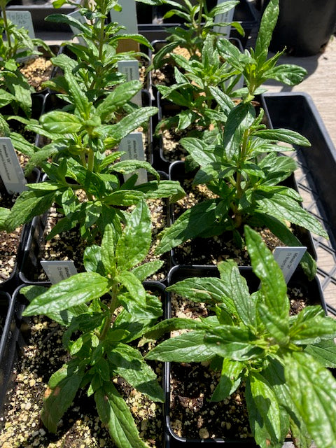 Diplacus osmo- Osmo Monkeyflower (mimulus)