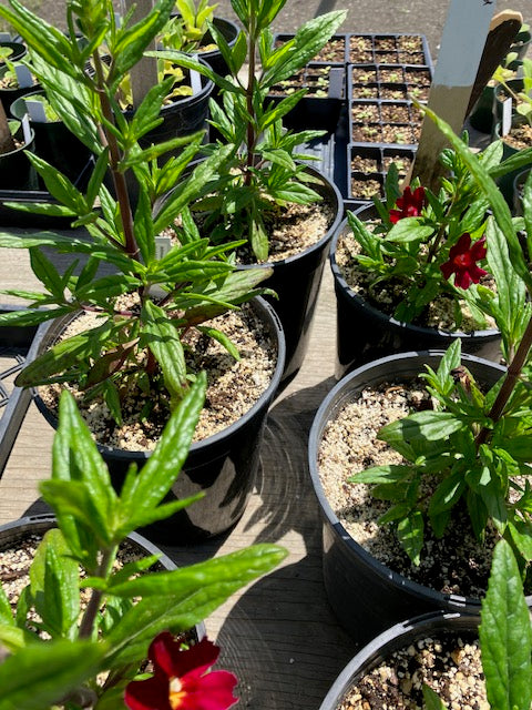 Diplacus 'Red' - Red Monkeyflower
