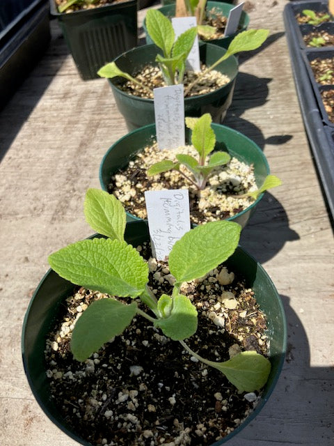 Digitalis purpurea - 'Hummingbird Foxglove'