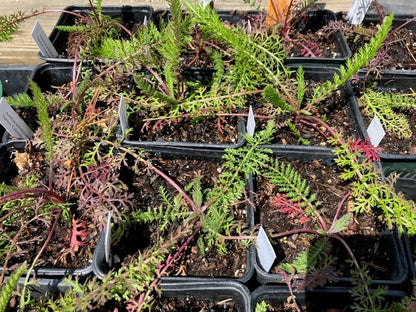 Achillea millefolium - 'Colorado Mix' Yarrow