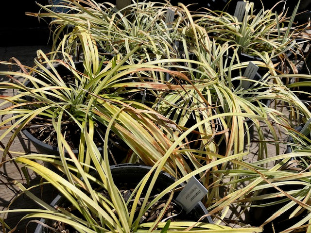 Liriope spicata - Variegated Lilyturf