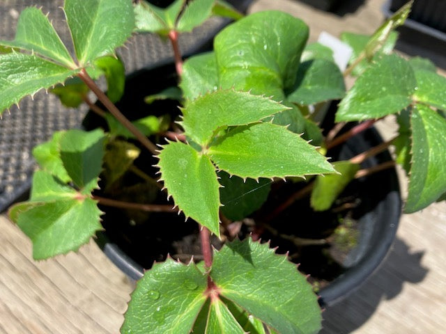 Helleborus orientalis - Lenten Rose