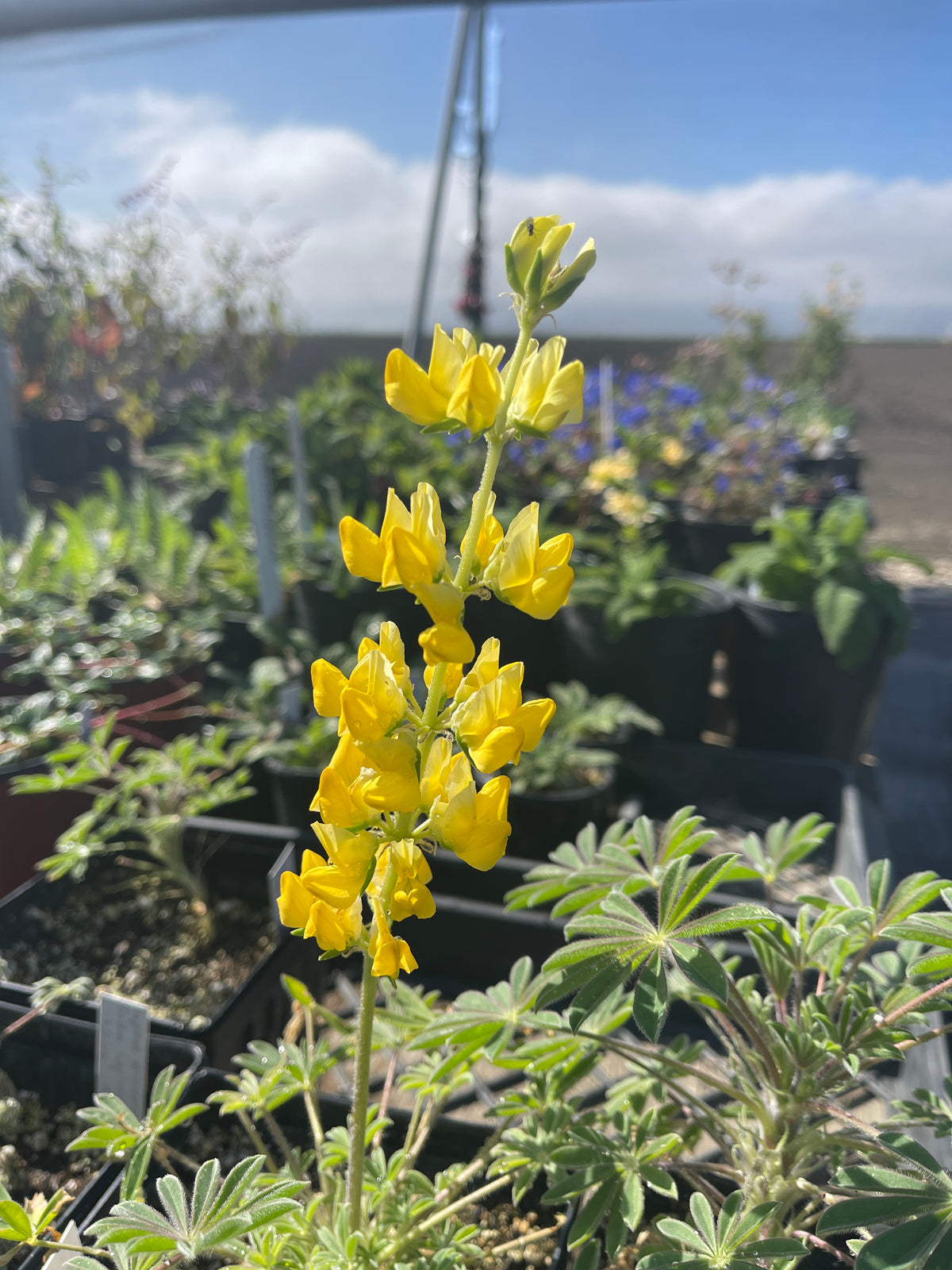 Lupinus microcarpus densiflorus - Golden Lupine