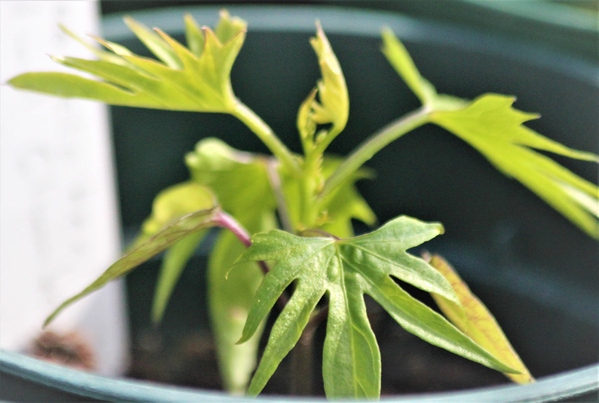 Ipomoea sloteri - Cardinal Climber