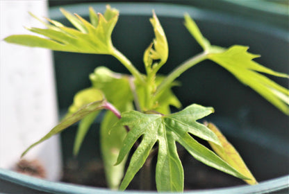 Ipomoea sloteri - Cardinal Climber