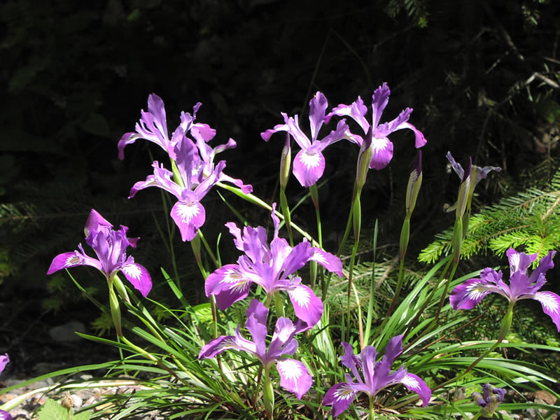 Iris douglasiana - Douglas Iris