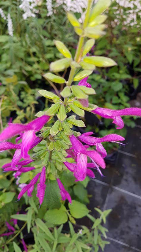Salvia guaranitica 'Jean's Jewels' - Anise Sage