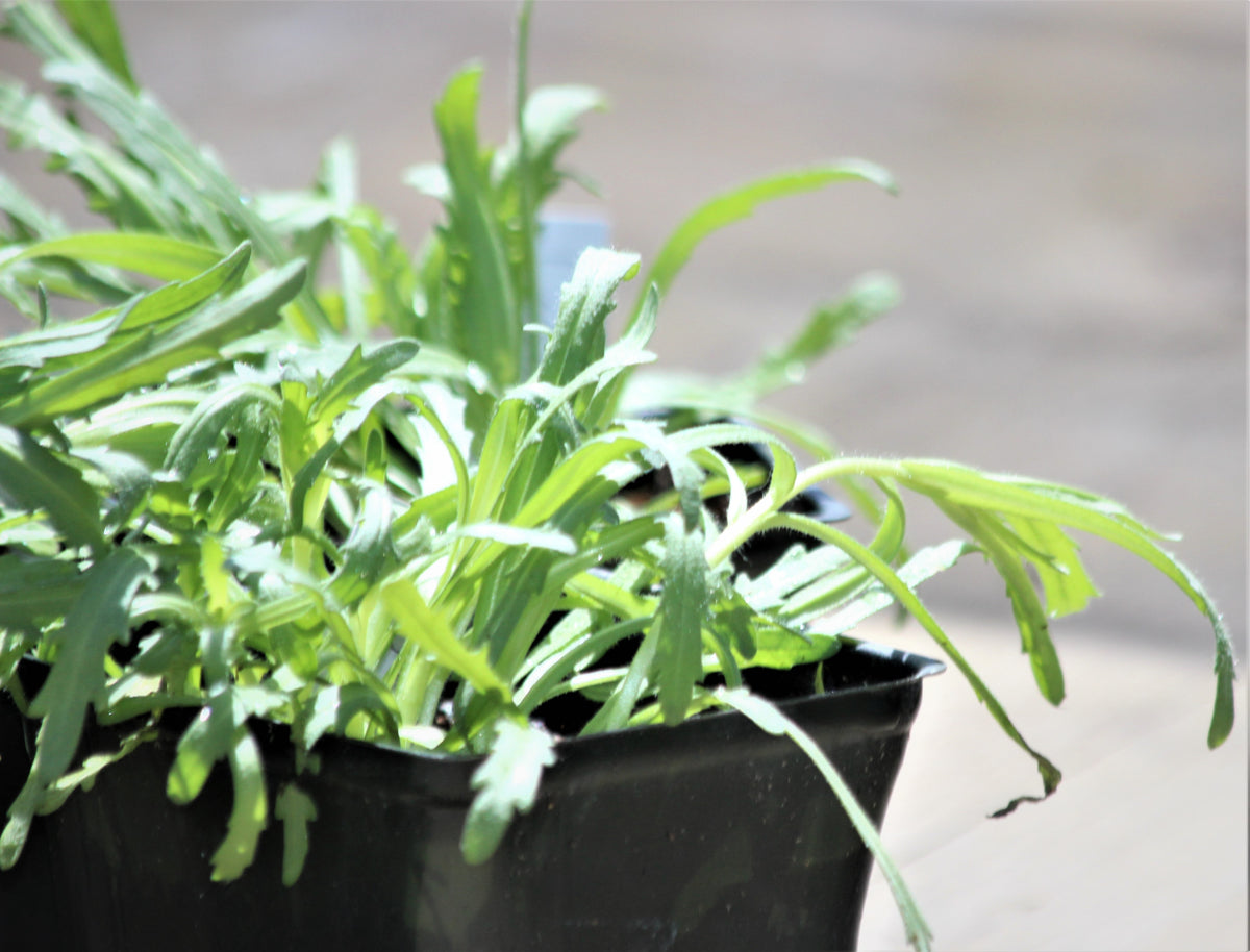 Layia platyglossa - Tidy Tips