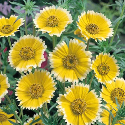 Layia platyglossa - Tidy Tips