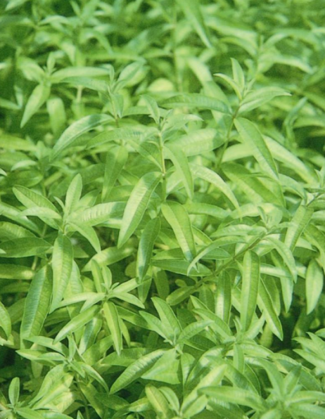 Aloysia citrodora - Lemon Verbena