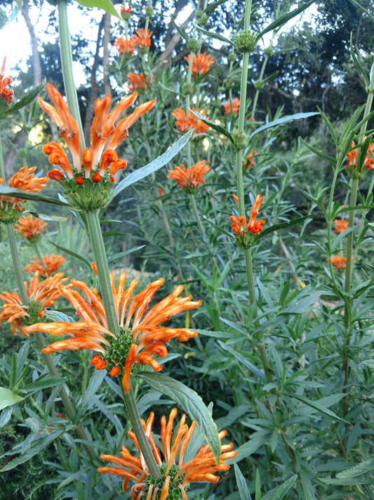 Leonitis leonorus "Lion's tail" | Pollinator, shrub, drought-tolerant, water-wise, close up of orange flower clusters along many tall stems