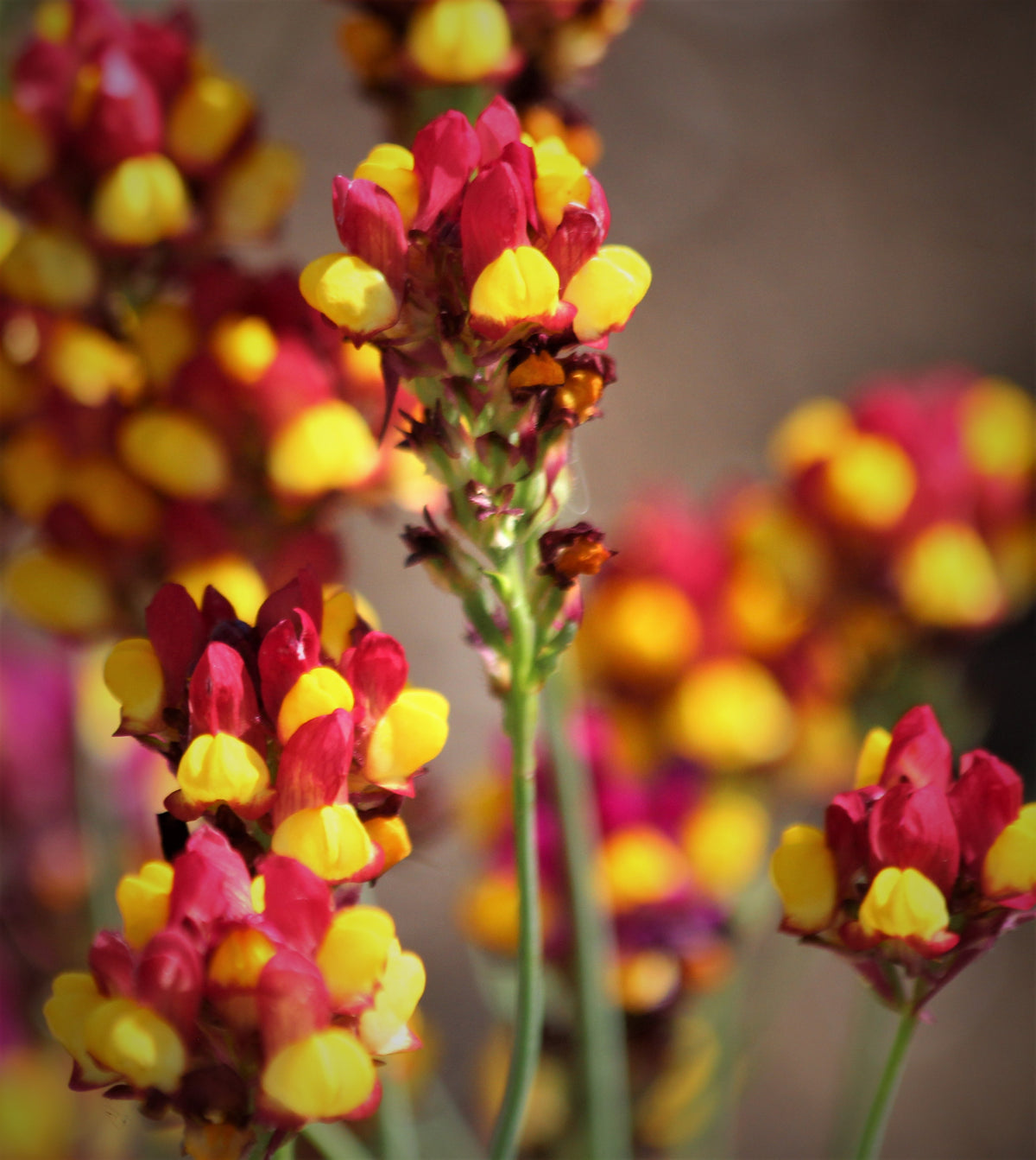 Linaria reticulata 'Flamenco' - Purple-net Toadflax