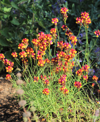 Linaria reticulata 'Flamenco' - Purple-net Toadflax