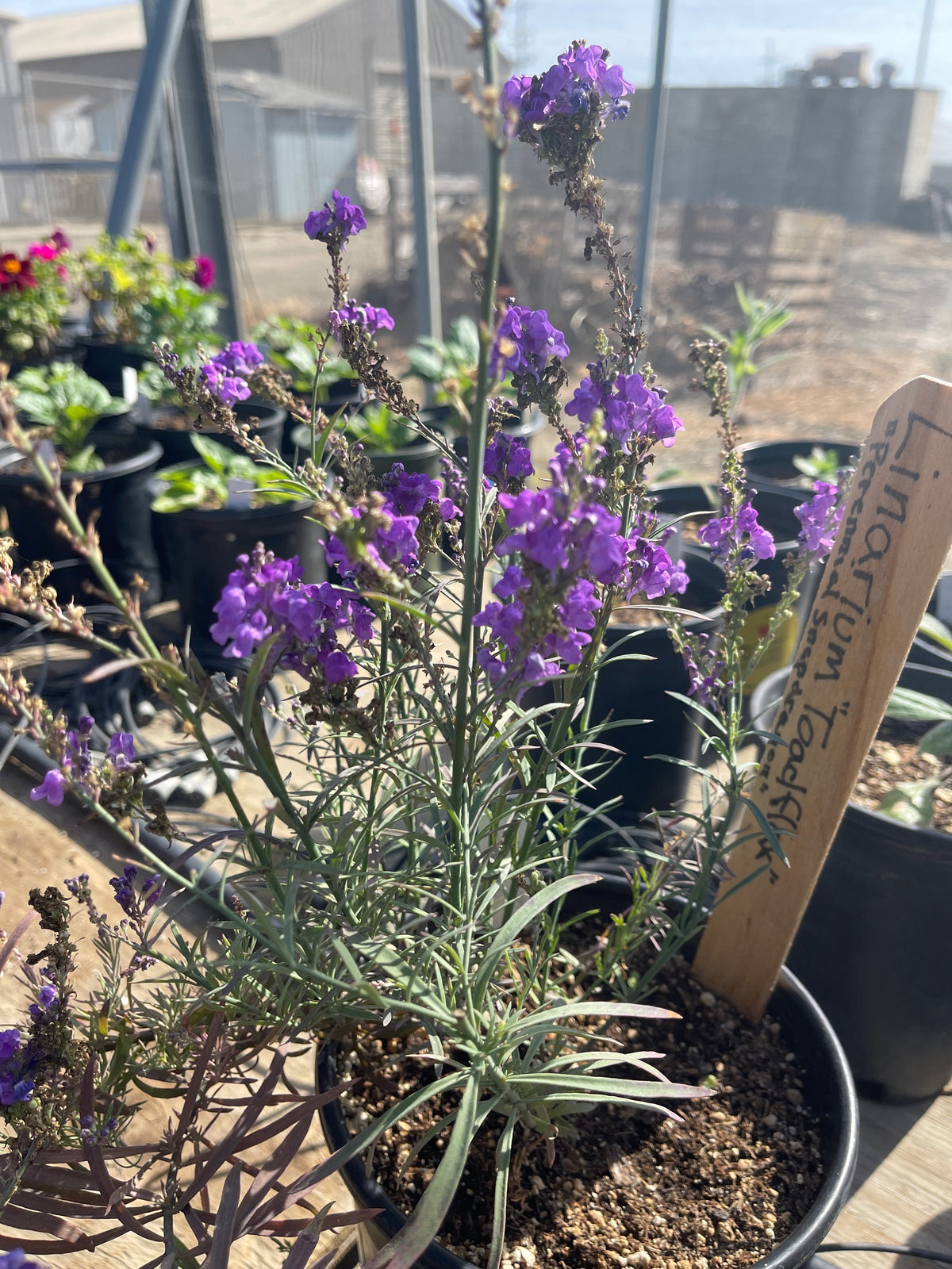 Linarea purpurea - Purple Toadflax