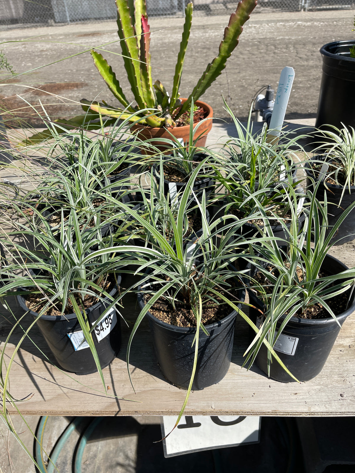 Liriope muscari - Varigated Lilyturf