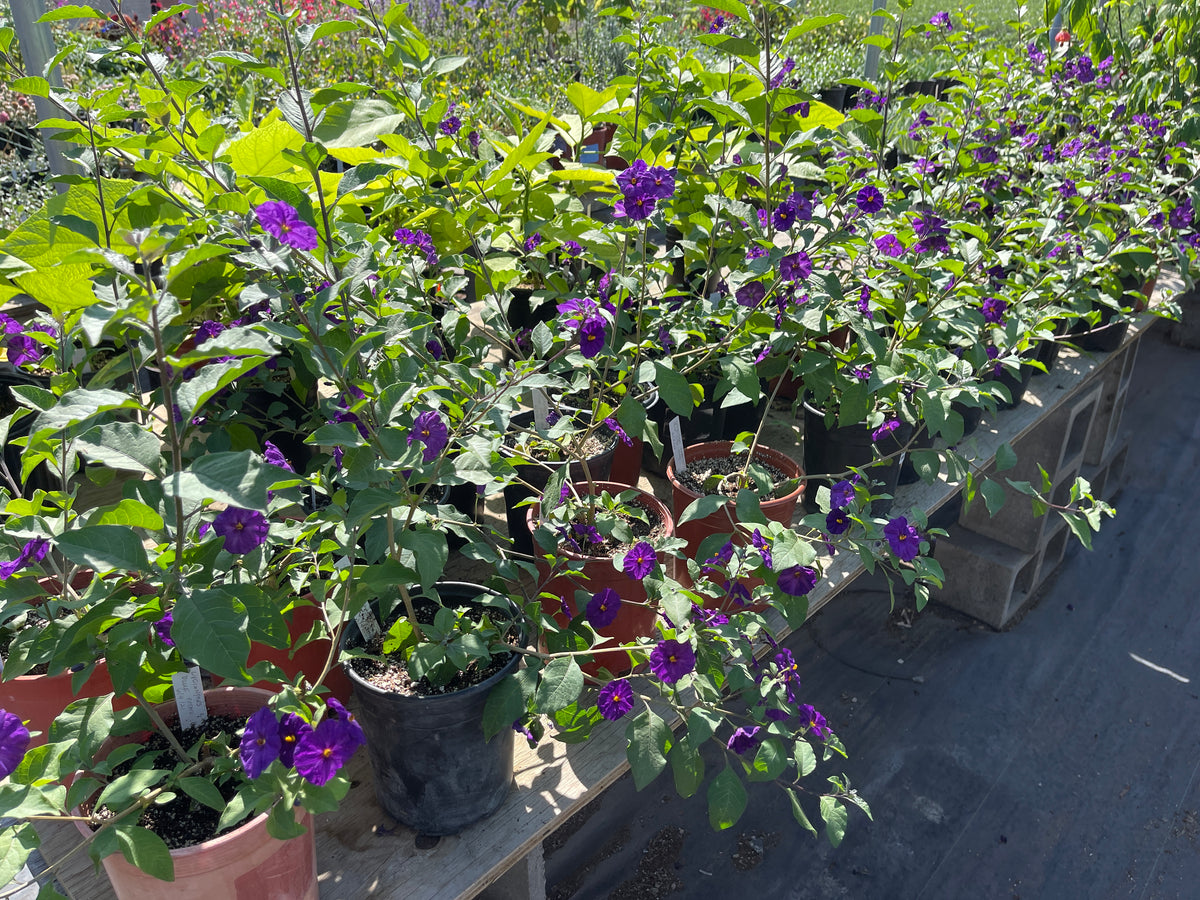 Lycianthes rantonnetii - Purple Potato Bush