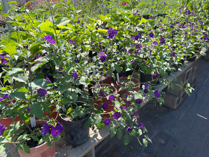 Lycianthes rantonnetii - Purple Potato Bush