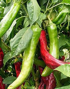 Pepper (mild) - NuMex Joe E. Parker - UC Master Gardeners of Monterey and Santa Cruz Counties
