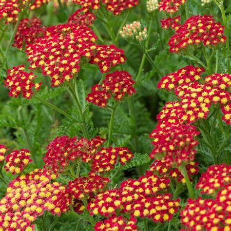 Achillea millefolium - Milly Rock Red Yarrow