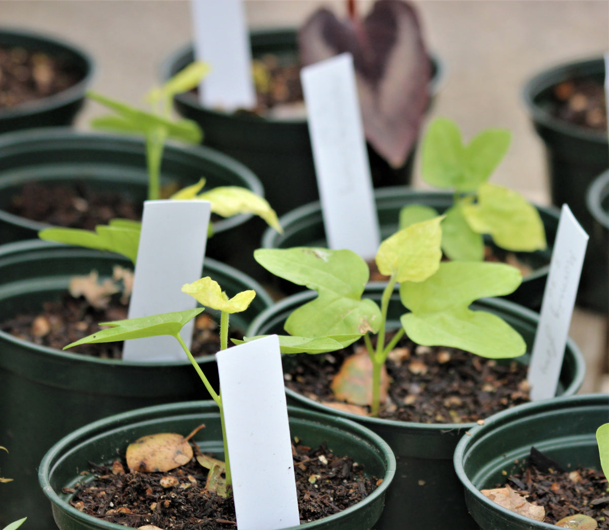 Ipomoea tricolor - Milky Way Morning Glory