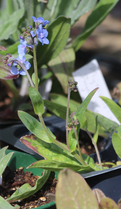 Myosotis scorpioides - Forget-Me-Not