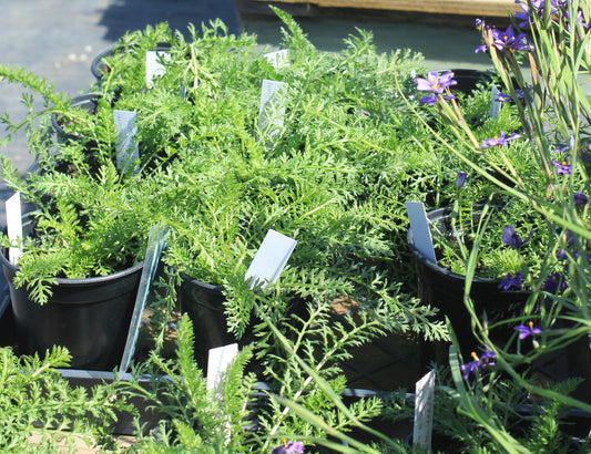 Achillea millefolium - White Yarrow