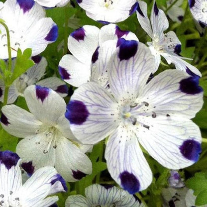 Nemophila maculata - Five Spot