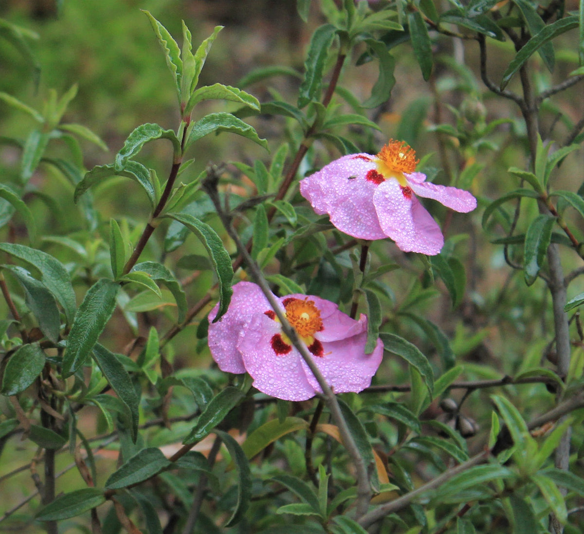 Cistus purpureus - Orchid Rockrose