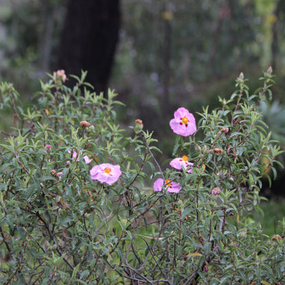 Cistus purpureus - Orchid Rockrose