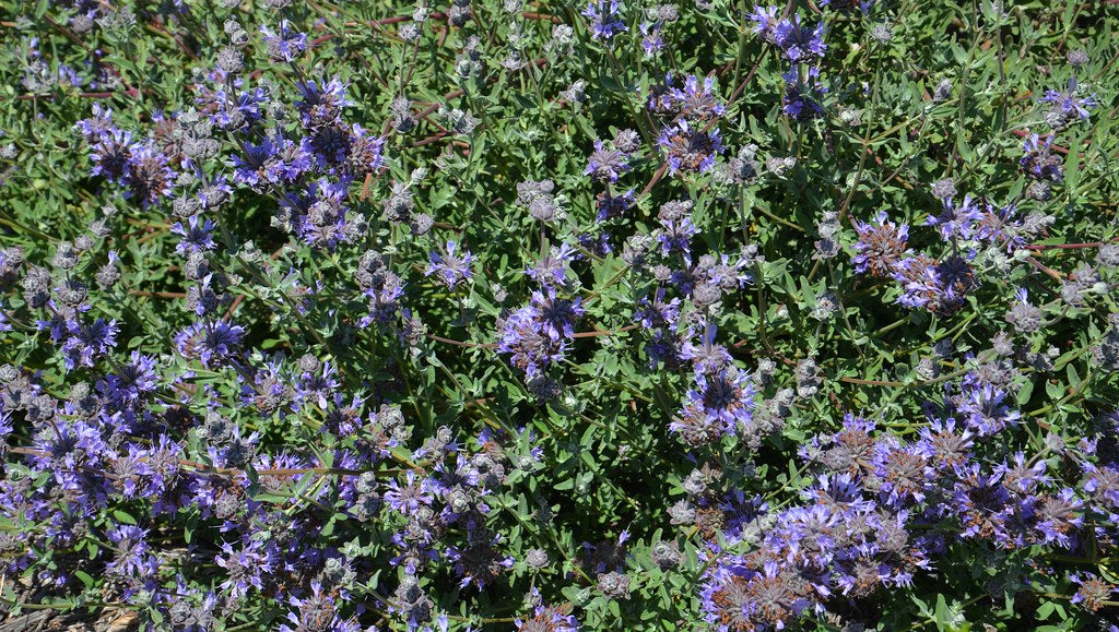 Salvia clevelandii x leucophylla 'Pozo Blue'