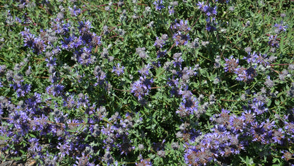 Salvia clevelandii x leucophylla 'Pozo Blue'