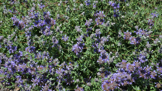 Salvia clevelandii x leucophylla 'Pozo Blue'