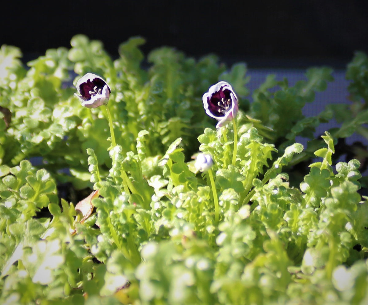 Nemophila menziesii - Penny Black