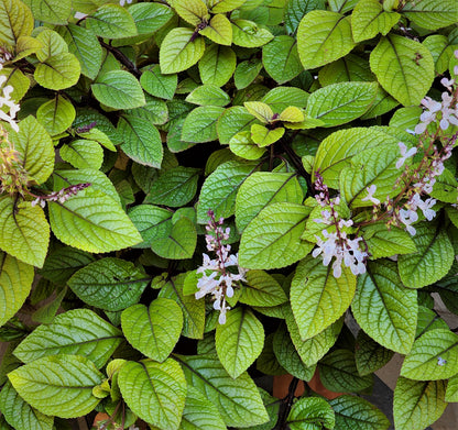 Plectranthus ciliatus - 'Gold'