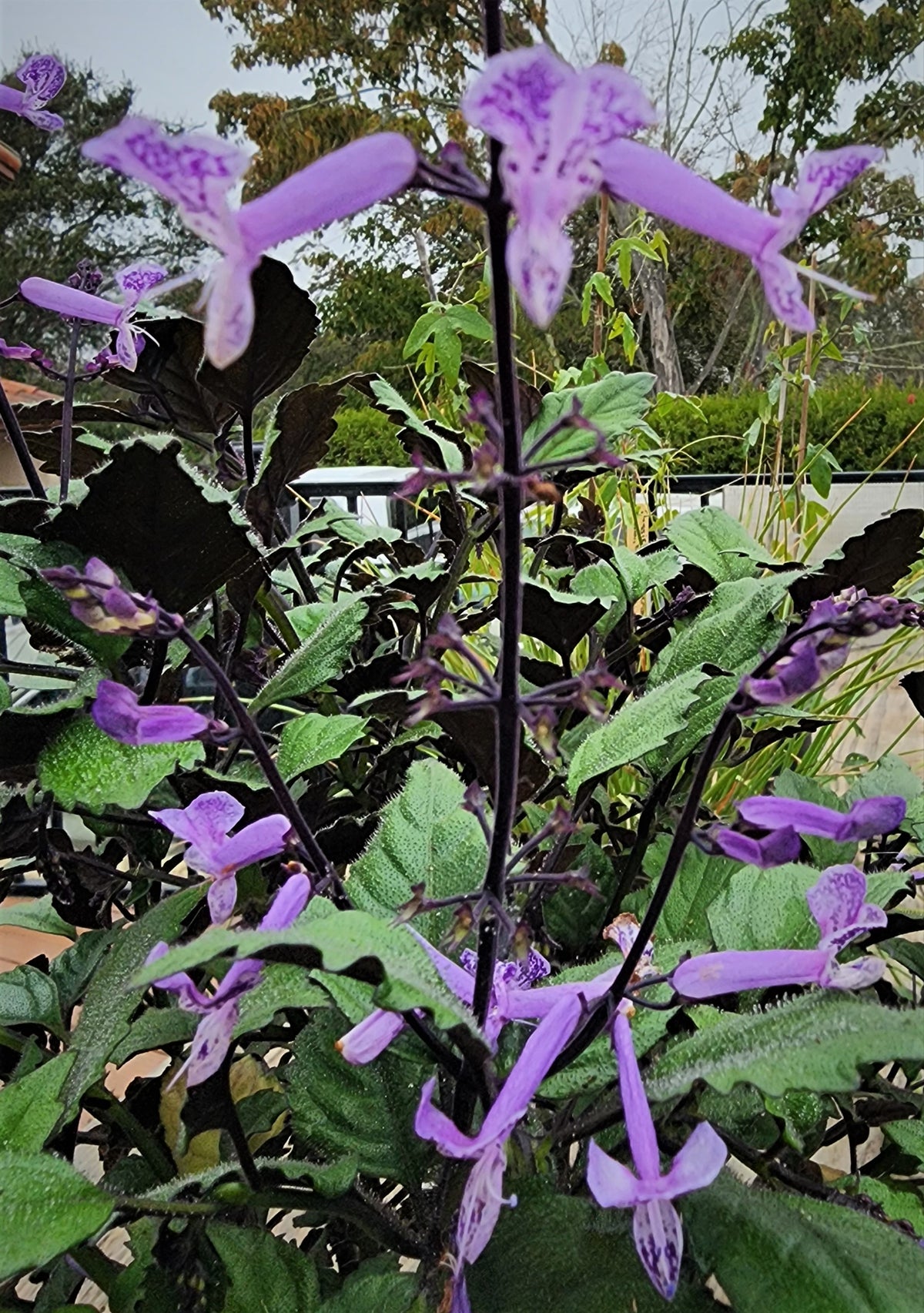 Plectranthus 'Mona Lavender'