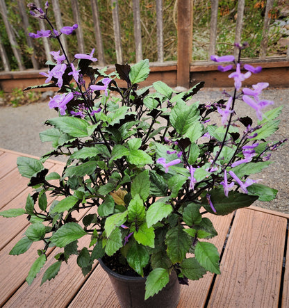 Plectranthus 'Mona Lavender'
