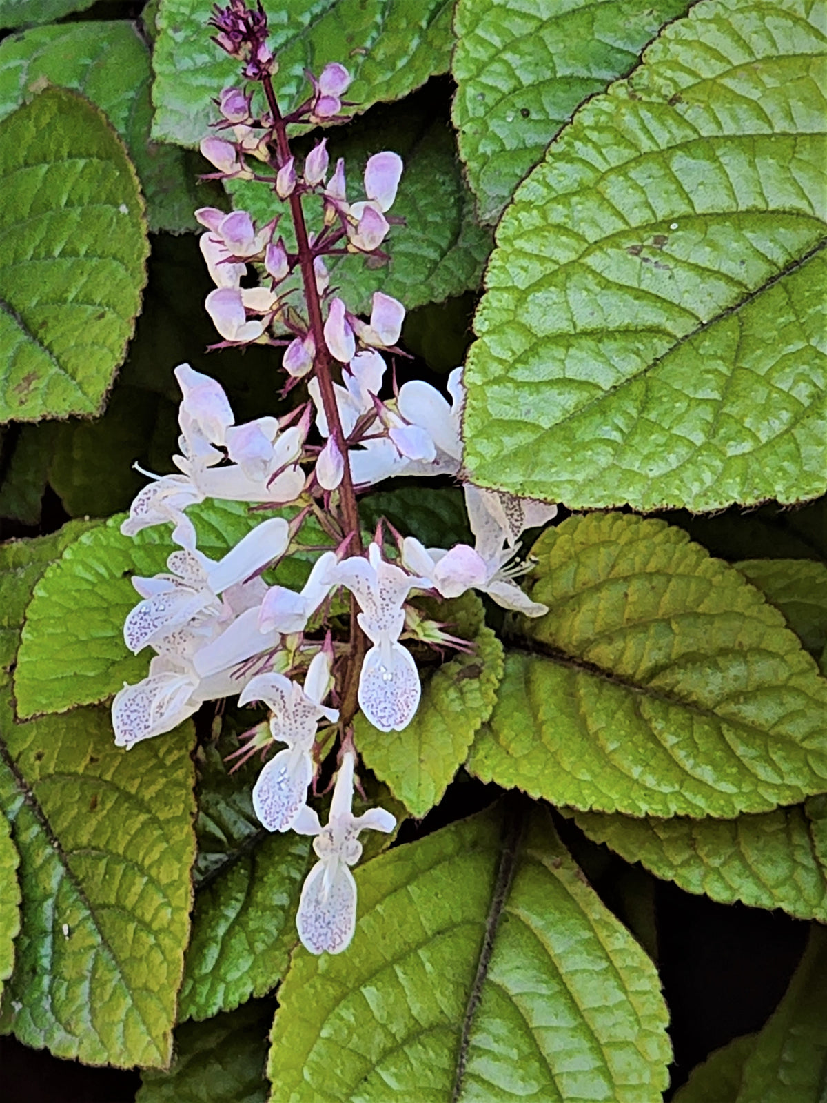 Plectranthus ciliatus - 'Gold'