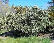 Ceanothus thyrsiflorus 'Snow Flurry' - Monterey Bay Master Gardeners