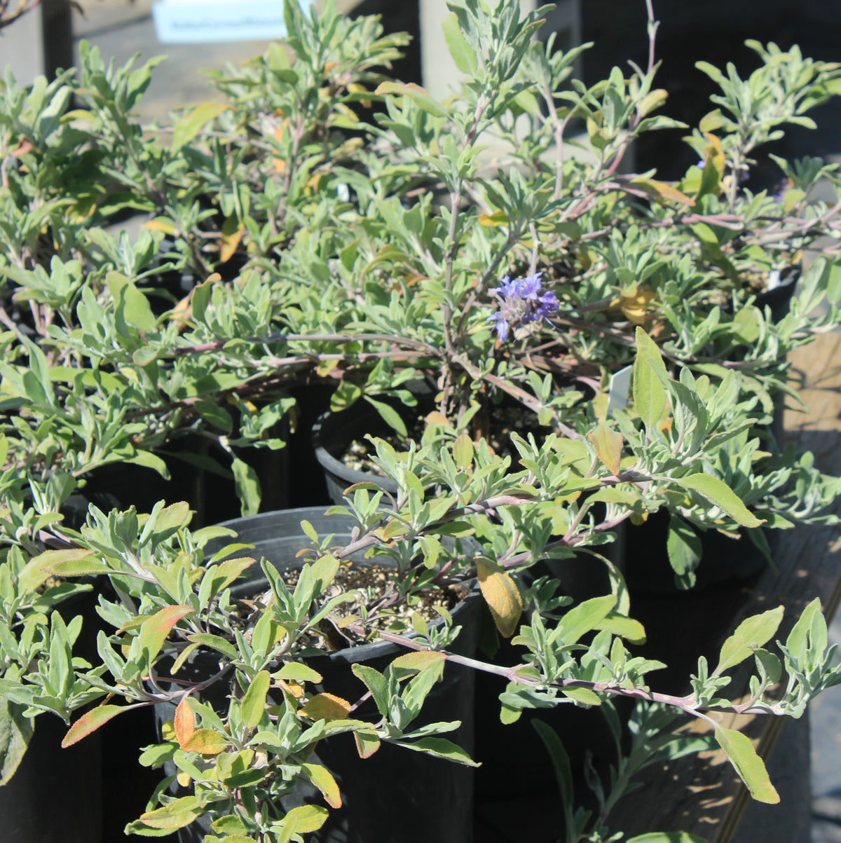 Salvia leucophylla hybrid - Bee’s Bliss Sage
