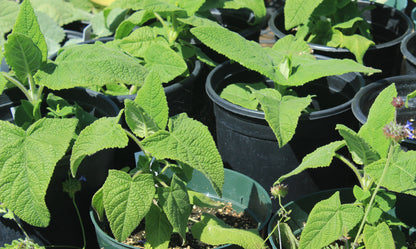 Salvia macrophylla x sagittata 'Big Swing'
