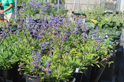 Salvia sonomensis x mellifera 'Dara’s Choice'