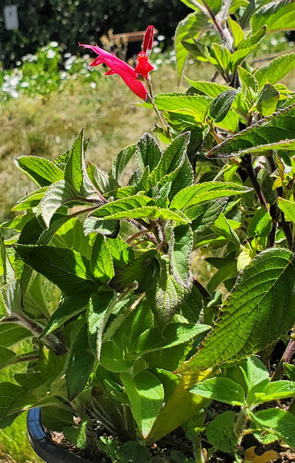 Salvia elegans - Pineapple Sage