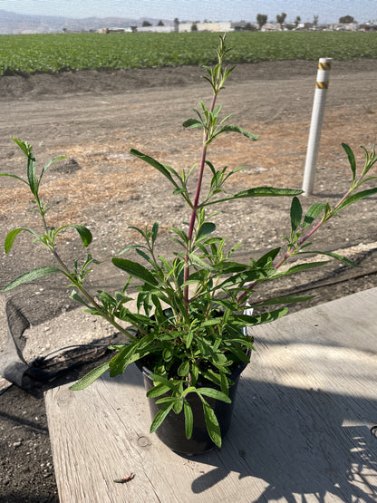 Salvia mellifera - Black Sage