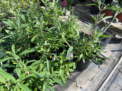 Salvia mellifera - Black Sage