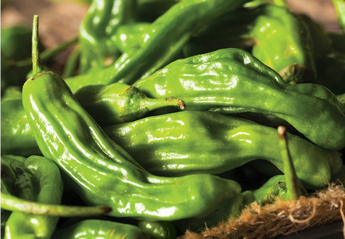 Pepper - Shishito