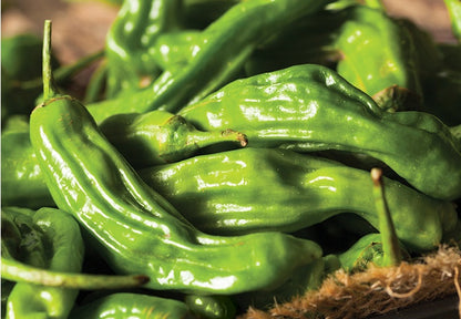 Pepper - Shishito