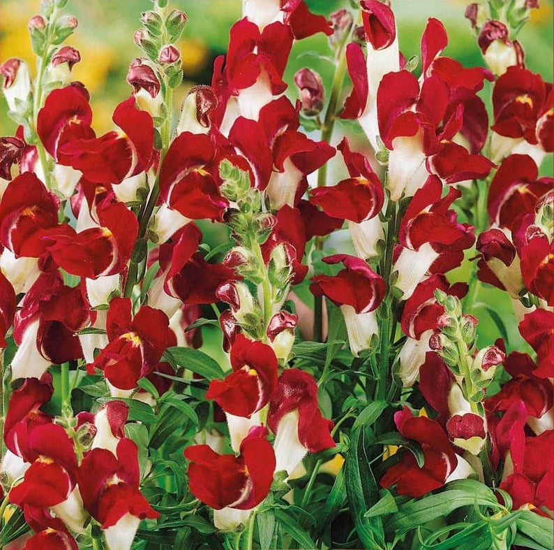 Antirrhinum majus - Night and Day Snapdragon